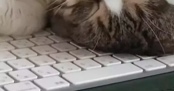 キーボードの上で寝ていた猫→よく見ると『前足の位置』が独特で…クセの強い寝方に「笑いが止まらんｗ」「可愛すぎてたまらないｗ」と20万再生