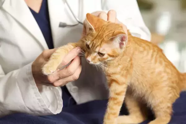 飼い猫から人間に「バラ庭師の病気」が感染　専門家も「聞いたことがない」　米国