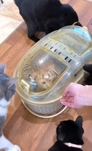 新入りの子猫がやって来たら、兄猫たちが…情報量が多すぎる『熱烈歓迎』に"大爆笑"1303万再生突破「入るのかーいｗ」「愛がすごいｗ」