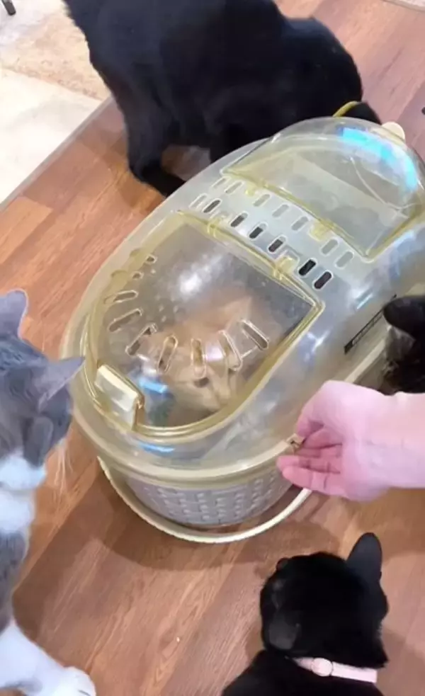 新入りの子猫がやって来たら、兄猫たちが…情報量が多すぎる『熱烈歓迎』に"大爆笑"1303万再生突破「入るのかーいｗ」「愛がすごいｗ」