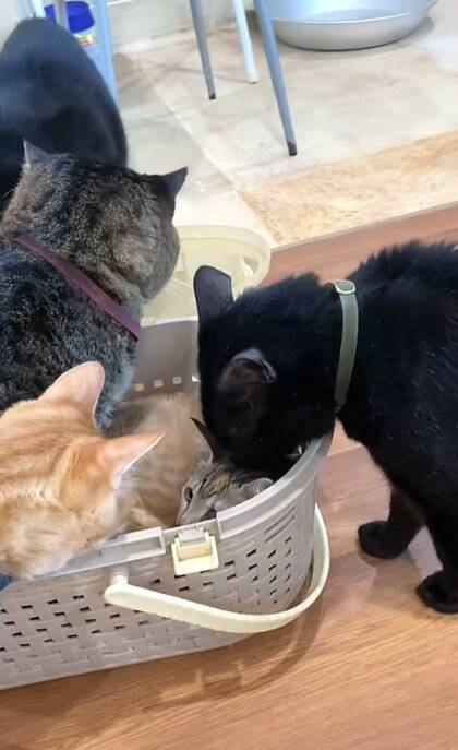 新入りの子猫がやって来たら、兄猫たちが…情報量が多すぎる『熱烈歓迎』に"大爆笑"1303万再生突破「入るのかーいｗ」「愛がすごいｗ」