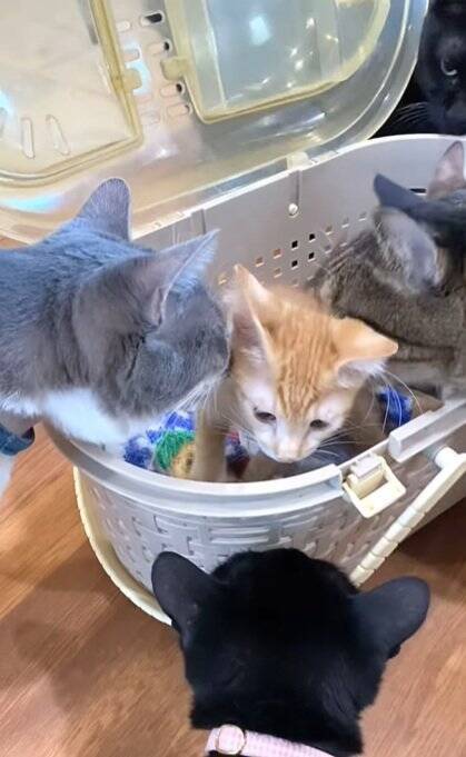 新入りの子猫がやって来たら、兄猫たちが…情報量が多すぎる『熱烈歓迎』に"大爆笑"1303万再生突破「入るのかーいｗ」「愛がすごいｗ」