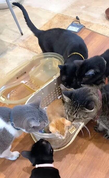 新入りの子猫がやって来たら、兄猫たちが…情報量が多すぎる『熱烈歓迎』に"大爆笑"1303万再生突破「入るのかーいｗ」「愛がすごいｗ」