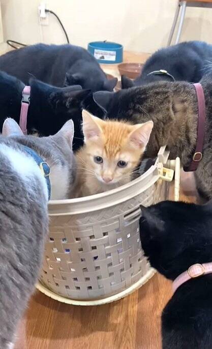 新入りの子猫がやって来たら、兄猫たちが…情報量が多すぎる『熱烈歓迎』に"大爆笑"1303万再生突破「入るのかーいｗ」「愛がすごいｗ」