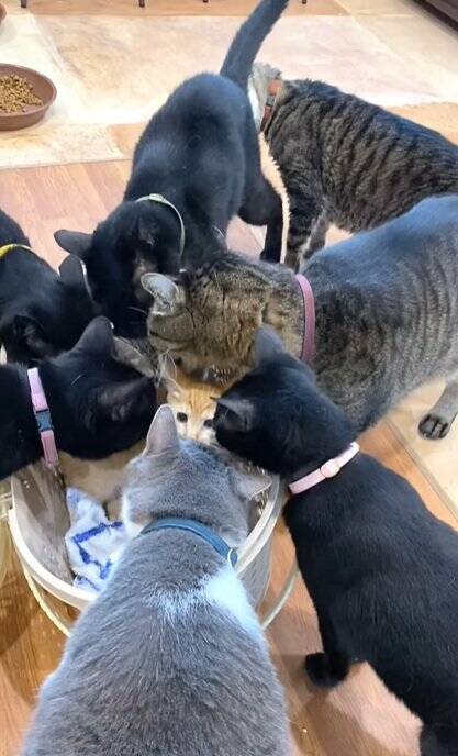 新入りの子猫がやって来たら、兄猫たちが…情報量が多すぎる『熱烈歓迎』に"大爆笑"1303万再生突破「入るのかーいｗ」「愛がすごいｗ」