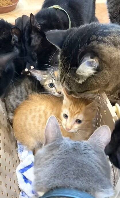 新入りの子猫がやって来たら、兄猫たちが…情報量が多すぎる『熱烈歓迎』に"大爆笑"1303万再生突破「入るのかーいｗ」「愛がすごいｗ」