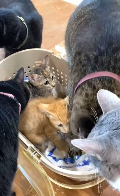 新入りの子猫がやって来たら、兄猫たちが…情報量が多すぎる『熱烈歓迎』に"大爆笑"1303万再生突破「入るのかーいｗ」「愛がすごいｗ」