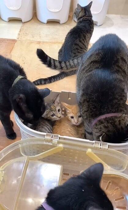 新入りの子猫がやって来たら、兄猫たちが…情報量が多すぎる『熱烈歓迎』に"大爆笑"1303万再生突破「入るのかーいｗ」「愛がすごいｗ」