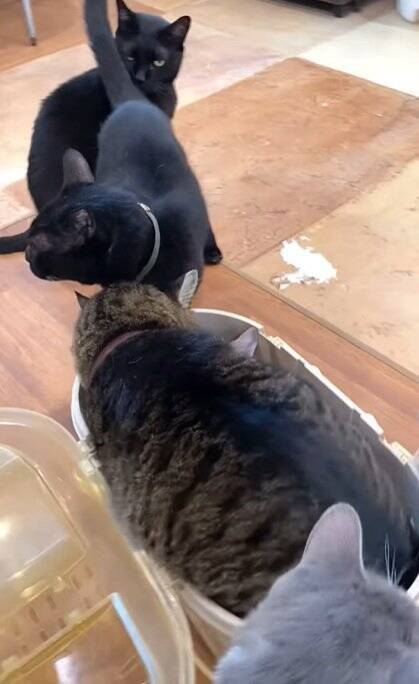 新入りの子猫がやって来たら、兄猫たちが…情報量が多すぎる『熱烈歓迎』に"大爆笑"1303万再生突破「入るのかーいｗ」「愛がすごいｗ」