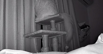 外出中にふと『ペットカメラの様子』を見たら、猫が……切なすぎる光景に「号泣した」「ちゃんと待ってるんだね」と９万いいねの反響