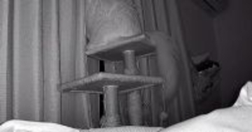 外出中にふと『ペットカメラの様子』を見たら、猫が……切なすぎる光景に「号泣した」「ちゃんと待ってるんだね」と９万いいねの反響