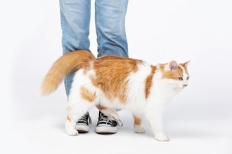 猫が『スキンシップ不足』を感じているときのサイン4選　愛猫を満足させる解消法も解説