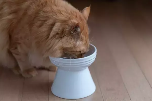 猫に『酸化したキャットフード』を与えるリスク4つ　安全を保つための適切な保存法まで
