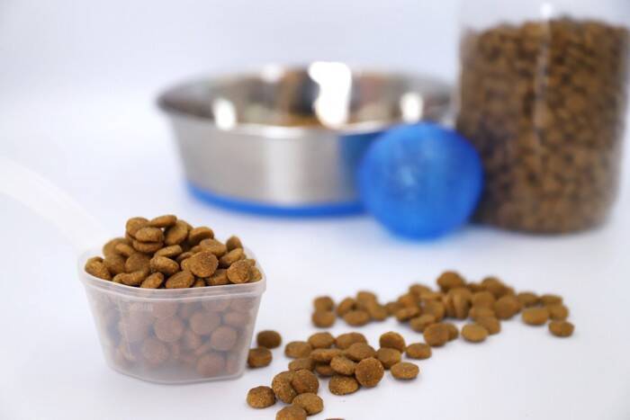 猫に『酸化したキャットフード』を与えるリスク4つ　安全を保つための適切な保存法まで