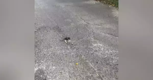 トラックも多く走る『車道の真ん中にいた子猫』→近づいてみると…まさかの展開が19万再生「運命だったね」「出会えてよかった」と感動の声