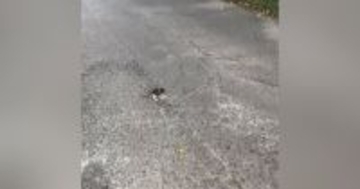 トラックも多く走る『車道の真ん中にいた子猫』→近づいてみると…まさかの展開が19万再生「運命だったね」「出会えてよかった」と感動の声