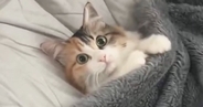 枕を支えに毛づくろいしていた猫→『毛布』をかけてみると…まさかの光景が15万いいね「前世は人間？」「赤ちゃんみたいｗ」とSNSで反響