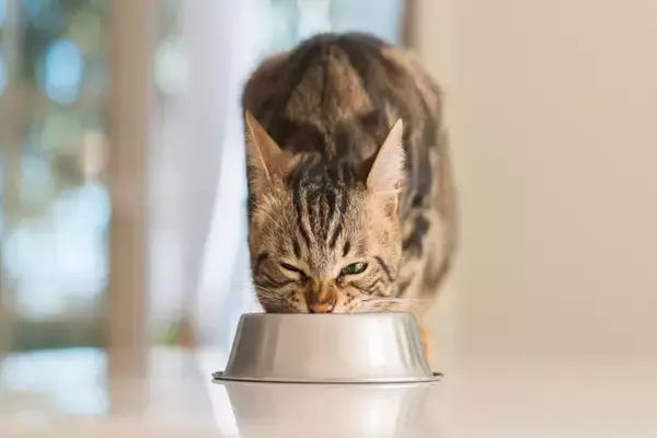 猫の『療法食』に関する大事な知識3つ　必要になるケースや守るべきことも解説