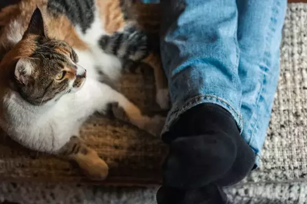 猫が飼い主の『足を踏みつけてくる』理由4つ　込められている意味や受け止め方まで