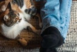 猫が飼い主の『足を踏みつけてくる』理由4つ　込められている意味や受け止め方まで