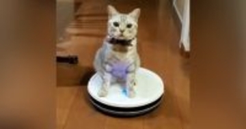 無表情で『ロボット掃除機を乗りこなす猫』…あまりにも『シュールすぎる光景』に「移動手段を見つけたんだｗ」「吹いた」と爆笑する人が続出