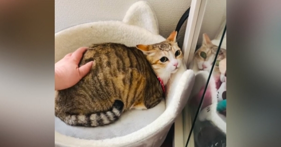 まだ警戒心が残る『保護1年目の猫』→『遊びに来た母』が撫でようとしたら…可愛すぎる光景が58万再生「おかしいｗ」「積極的な愛情が好き」