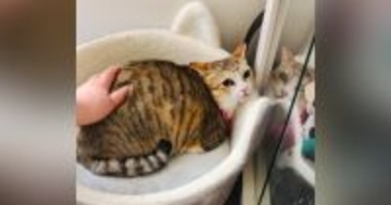 まだ警戒心が残る『保護1年目の猫』→『遊びに来た母』が撫でようとしたら…可愛すぎる光景が58万再生「おかしいｗ」「積極的な愛情が好き」