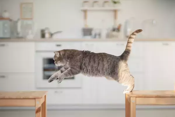 猫が持っている『ジャンプ力』に関するヒミツ7選　高く跳べる理由や猫種による違いもご紹介