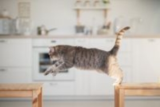 猫が持っている『ジャンプ力』に関するヒミツ7選　高く跳べる理由や猫種による違いもご紹介