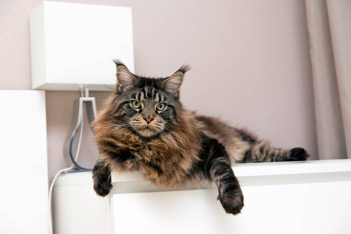 猫が持っている『ジャンプ力』に関するヒミツ7選　高く跳べる理由や猫種による違いもご紹介