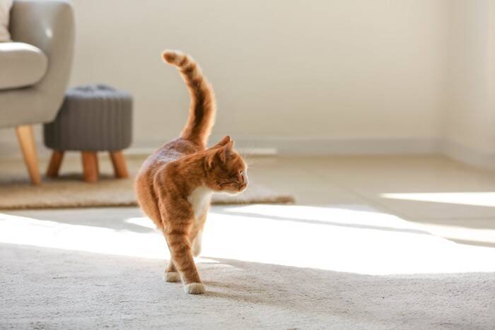 猫が持っている『ジャンプ力』に関するヒミツ7選　高く跳べる理由や猫種による違いもご紹介