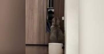 『ドアの前で座っていた猫』を後ろから見守っていると……驚きの行動と『まさかの展開』に１万いいね「天才か」「笑った」と話題