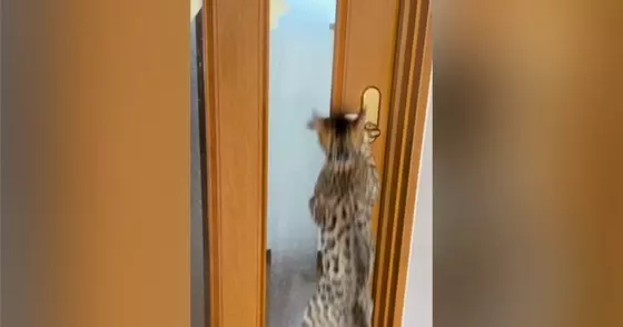 扉を開けようとする『2匹の猫』→ドアノブを触ると……『開け方の違い』が面白いと26万再生「人間みたいにｗ」「驚いた」と反響