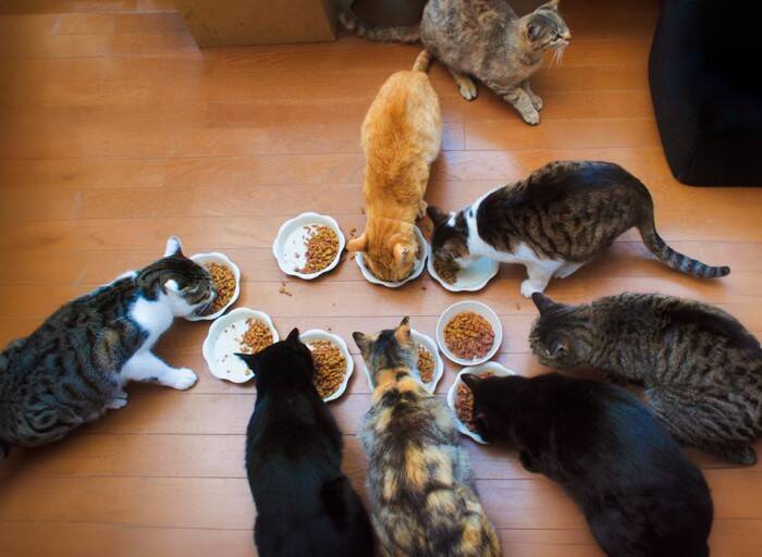 猫の『早食い』を引き起こす原因4つ　危険なトラブルの可能性や対処法まで解説
