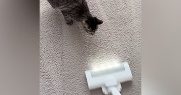掃除機に向かってダッシュしてきた猫→次の瞬間…猫とは思えない『まさかの光景』が161万再生「モップ掛けになってるｗ」「初めて見たｗ」
