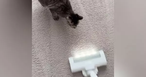 掃除機に向かってダッシュしてきた猫→次の瞬間…猫とは思えない『まさかの光景』が161万再生「モップ掛けになってるｗ」「初めて見たｗ」