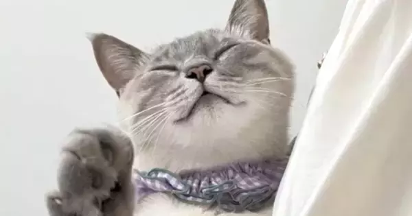 抱っこされる『甘えん坊猫』→おててを伸ばしてきて…可愛すぎる『まさかの行動』が95万再生「３ポフｗ」「win-winでしかないブーム」