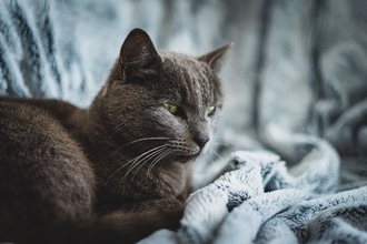 猫の『体が震えている』ときに考えられる原因5選　異常がある可能性も？受診の目安まで解説