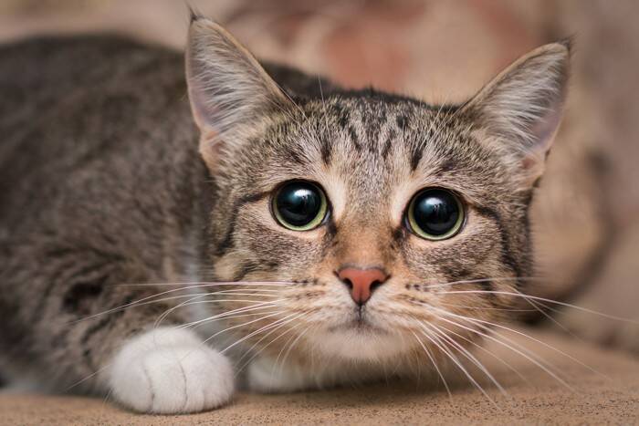 猫の『体が震えている』ときに考えられる原因5選　異常がある可能性も？受診の目安まで解説