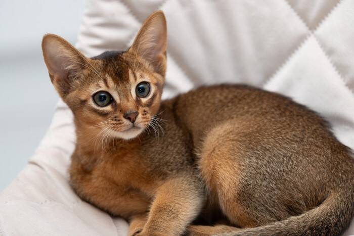 猫の『体が震えている』ときに考えられる原因5選　異常がある可能性も？受診の目安まで解説
