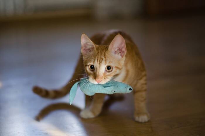 猫が『おもちゃに興味を示さなくなった』ときの理由5つ　遊ばなくなるのはなぜ？夢中にさせるコツまで