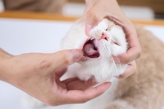 猫を苦しめる病気『口内炎』の症状6つ　不治の病とされる理由や発症リスクを下げる予防法