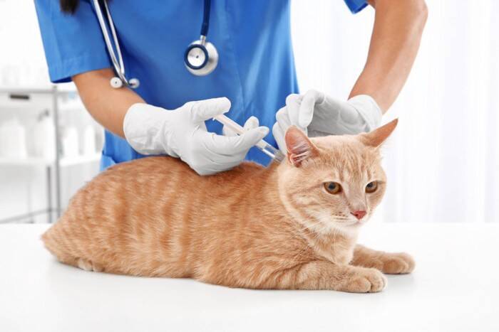 猫を苦しめる病気『口内炎』の症状6つ　不治の病とされる理由や発症リスクを下げる予防法