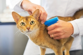 厳格な「飼い猫の登録制度」の移行期間が終了　11万匹以上の猫さんが登録を済ませる　シンガポール
