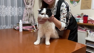「いつもと全然違う…」猫専門の『プロ美容師』にシャンプーを依頼したら…『別猫すぎる仕上がり』に「さすがプロ」「激かわｗ」の声32万再生