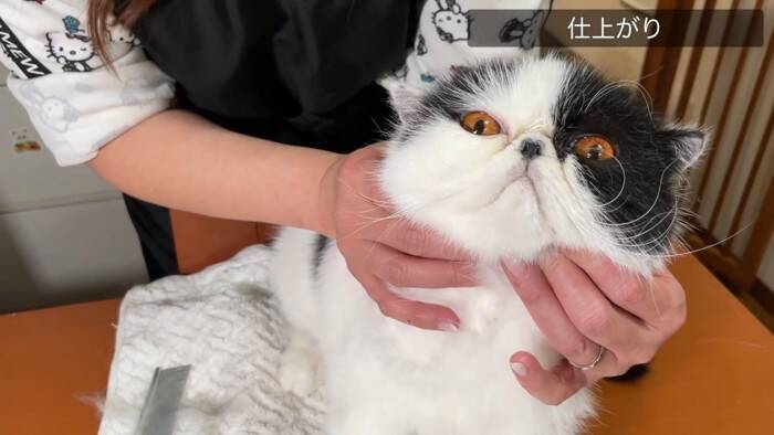 「いつもと全然違う…」猫専門の『プロ美容師』にシャンプーを依頼したら…『別猫すぎる仕上がり』に「さすがプロ」「激かわｗ」の声32万再生