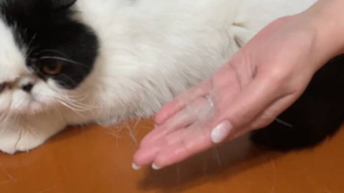 「いつもと全然違う…」猫専門の『プロ美容師』にシャンプーを依頼したら…『別猫すぎる仕上がり』に「さすがプロ」「激かわｗ」の声32万再生