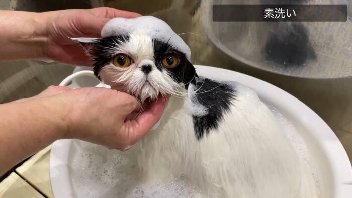 「いつもと全然違う…」猫専門の『プロ美容師』にシャンプーを依頼したら…『別猫すぎる仕上がり』に「さすがプロ」「激かわｗ」の声32万再生