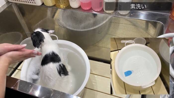 「いつもと全然違う…」猫専門の『プロ美容師』にシャンプーを依頼したら…『別猫すぎる仕上がり』に「さすがプロ」「激かわｗ」の声32万再生