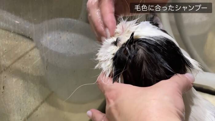 「いつもと全然違う…」猫専門の『プロ美容師』にシャンプーを依頼したら…『別猫すぎる仕上がり』に「さすがプロ」「激かわｗ」の声32万再生